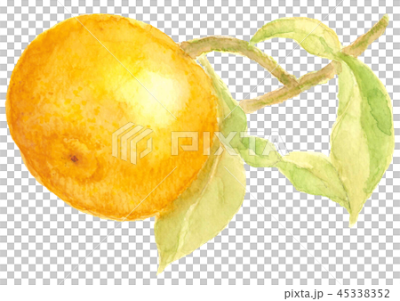 Branch with leaves lion yuzu watercolor Branch with leaves lion yuzu watercolor 45338352