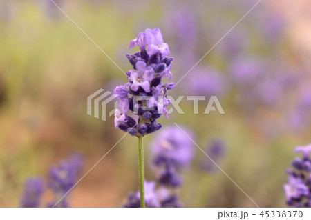 ラバンジンの花 ラバンジンの花 45338370
