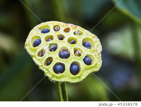 ハスの実 グァンゴクジ 始興 45338379