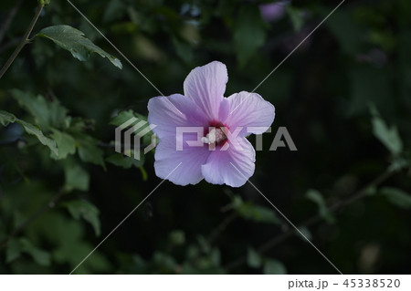 桝ャ 仁川 インチョン 45338520