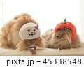 猫とハロウィン 45338548