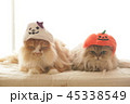 猫とハロウィン 45338549