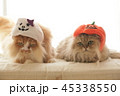 猫とハロウィン 45338550