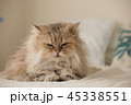 ペルシャ猫 45338551