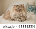 ペルシャ猫 45338554