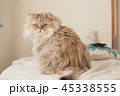 ペルシャ猫 45338555