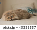 ペルシャ猫 45338557