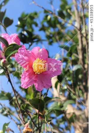 さざんかの花 45338955