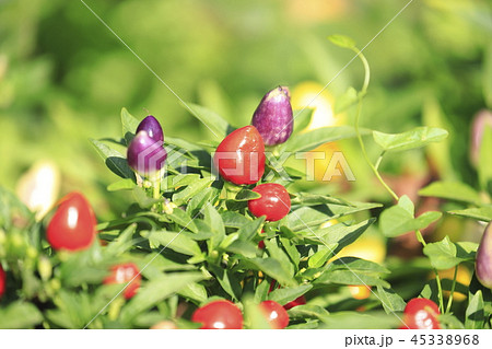 カラフルな五色トウガラシ カラフルな五色トウガラシ 45338968