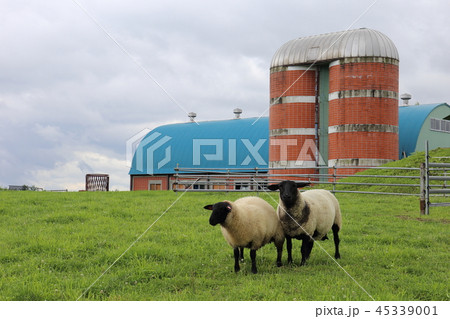 北海道 上川地方 牧場のある風景 北海道 上川地方 牧場のある風景 45339001