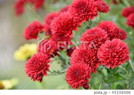 秋色の花 赤い花 秋色の花 赤い花 45339306