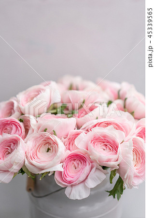 Ranunculus asiaticus or Persian Buttercup. Bunch of pastel pink blossom . Light gray background 45339565