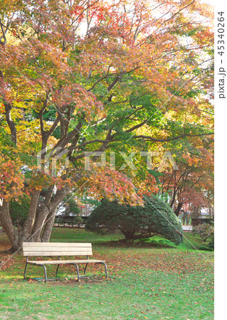 紅葉の中にあるベンチ 45340264