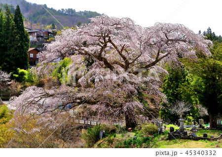 長野県阿智村清内路にある人気の黒船桜 45340332