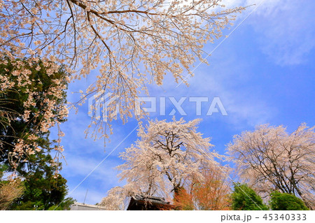 長野県南木曽町の長延寺のしだれ桜 45340333