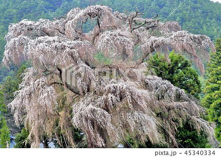 長野県安曇野市の樹齢４００年の北小倉のシダレザクラ 45340334