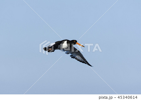 ミヤコドリ飛翔 45340614