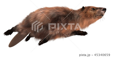 Beaver isolated on white background 3d illustration 45340659