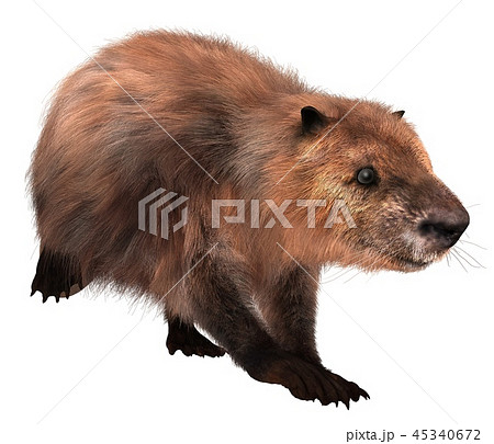 Beaver Isolated On White Background 3d のイラスト素材