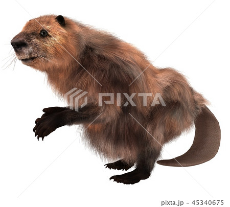 Beaver isolated on white background 3d illustration Beaver isolated on white background 3d illustration 45340675