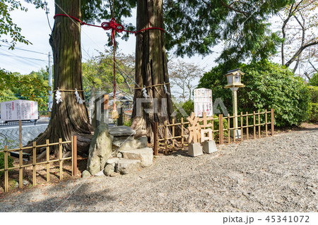 武雄神社　夫婦檜 45341072