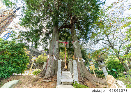 武雄神社 夫婦檜 武雄神社 夫婦檜 45341073