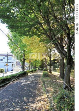 神奈川県大和市　銀杏並木 45341505