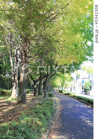 神奈川県大和市　銀杏並木 45341508