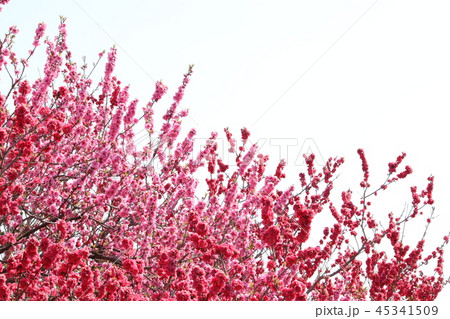 花 紅梅 花 紅梅 45341509