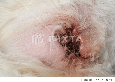 Macro of infected dog ear Macro of infected dog ear 45341674