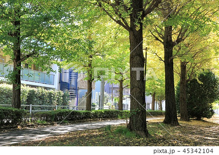 神奈川県大和市　銀杏並木 45342104