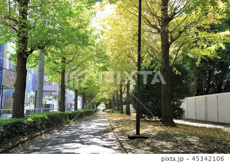 神奈川県大和市 銀杏並木 神奈川県大和市 銀杏並木 45342106