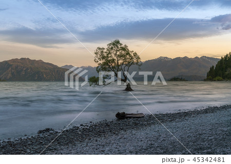 Alone tree in Wanaka lake during sunset 45342481