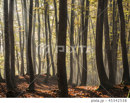 朝日の中のブナ林(新潟県) 朝日の中のブナ林(新潟県) 45342538