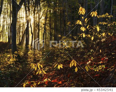 朝日射すブナの林（新潟県） 45342541