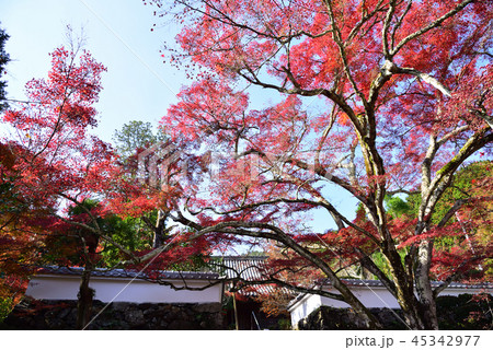 亀岡市 神蔵時の紅葉 亀岡市 神蔵時の紅葉 45342977
