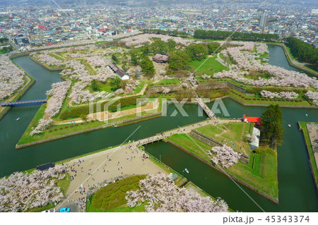 桜と五稜郭 45343374