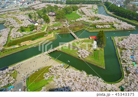 桜と五稜郭 45343375