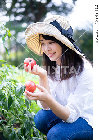 農業　野菜　生産者　収穫　トマト 45343412