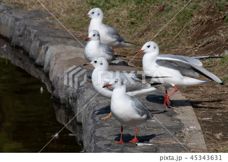 稲毛海浜公園 稲毛海浜公園 45343631