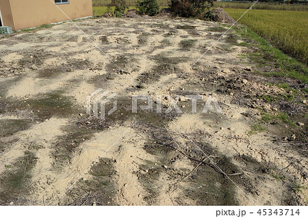 スイカ畑の冬の間の土作り 45343714