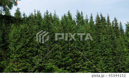 Evergreen forests covering  Carpathian mountains 45344152