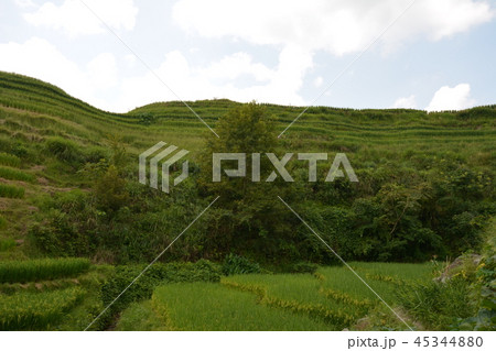 Views of green terraced fields, (Dragon's Backbone Views of green terraced fields, (Dragon's Backbone 45344880