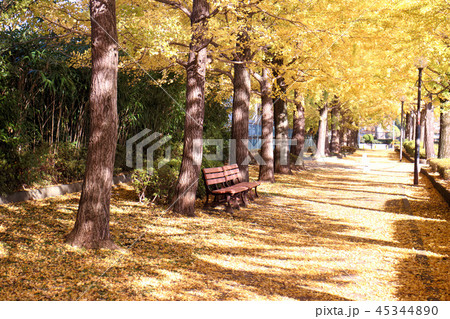 宇都宮市　駅東公園　イチョウ並木 45344890