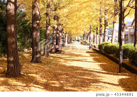 宇都宮市 駅東公園 イチョウ並木 宇都宮市 駅東公園 イチョウ並木 45344891