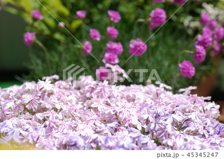 芝桜 アルメリア 芝桜 アルメリア 45345247