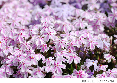 満開芝桜 45345248