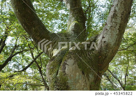 エノキ（榎） 45345822