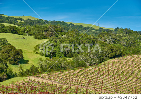 Vineyards in California, USA 45347752