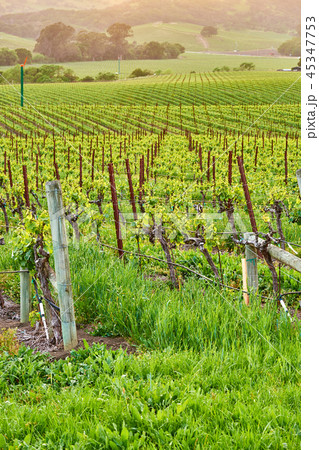 Vineyards at sunset in California, USA 45347753